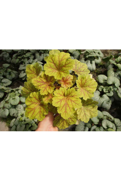 Żurawka 'Electra' | Heuchera