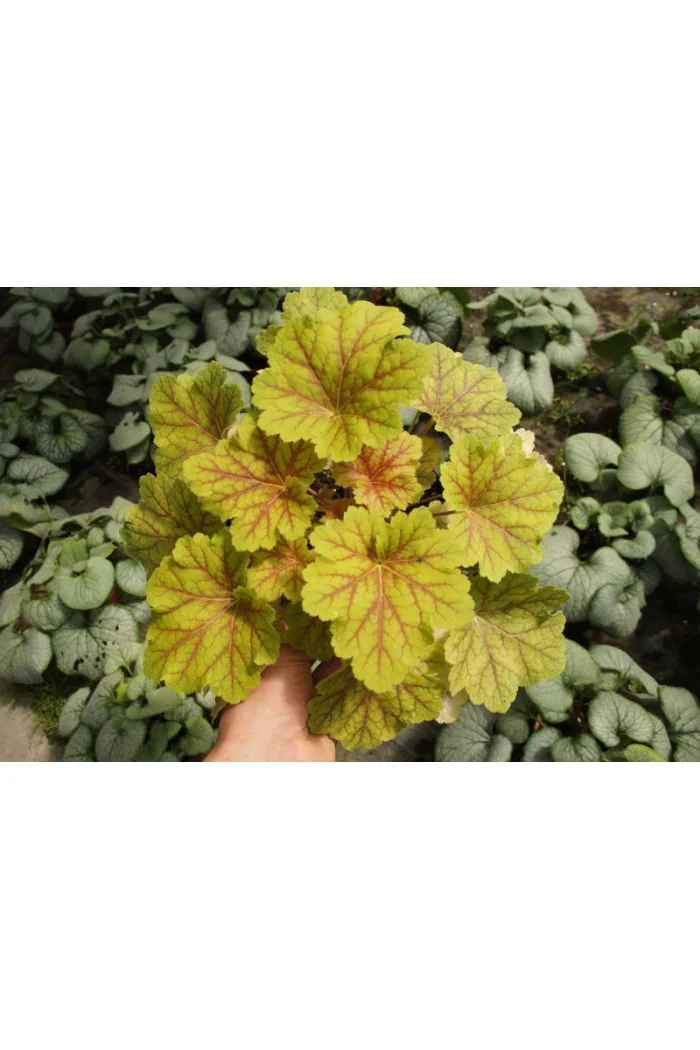 Żurawka 'Electra' | Heuchera