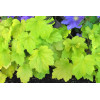 Żurawka 'Electric Lime' | Heuchera