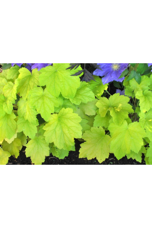 Żurawka 'Electric Lime' | Heuchera