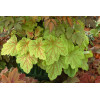 Żurawka 'Electric Lime' | Heuchera