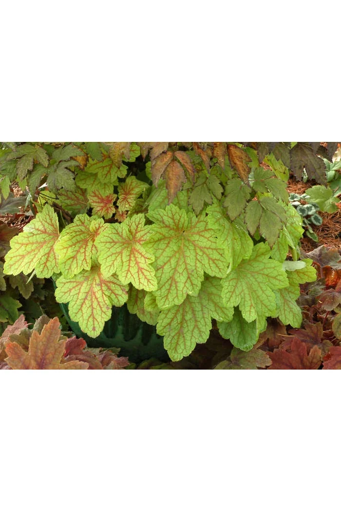 Żurawka 'Electric Lime' | Heuchera