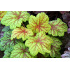 Żurawka 'Electric Lime' | Heuchera