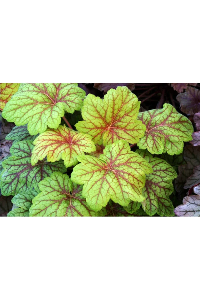 Żurawka 'Electric Lime' | Heuchera