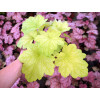 Żurawka 'Electric Lime' | Heuchera