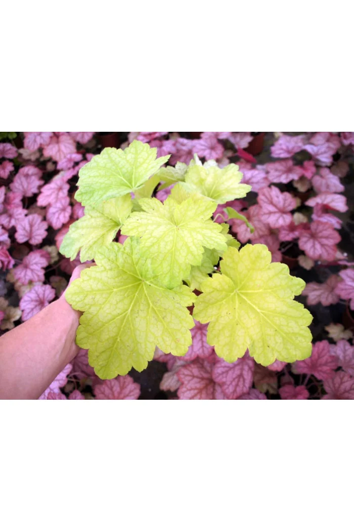 Żurawka 'Electric Lime' | Heuchera