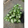 Jasnota plamista 'Beacon Silver' Lamium maculatum