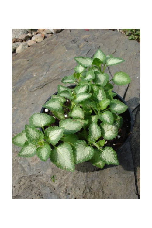 Jasnota plamista 'Beacon Silver' Lamium maculatum