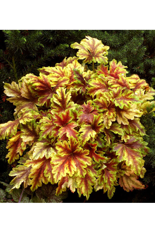 Żuraweczka (Żurawka) 'Golden Zebra' | Heucherella