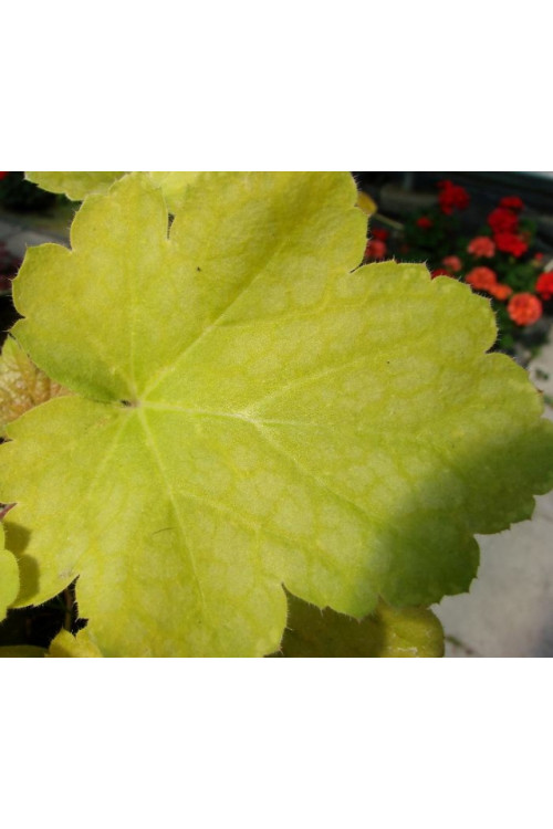 Żurawka 'Lime Time' Heuchera