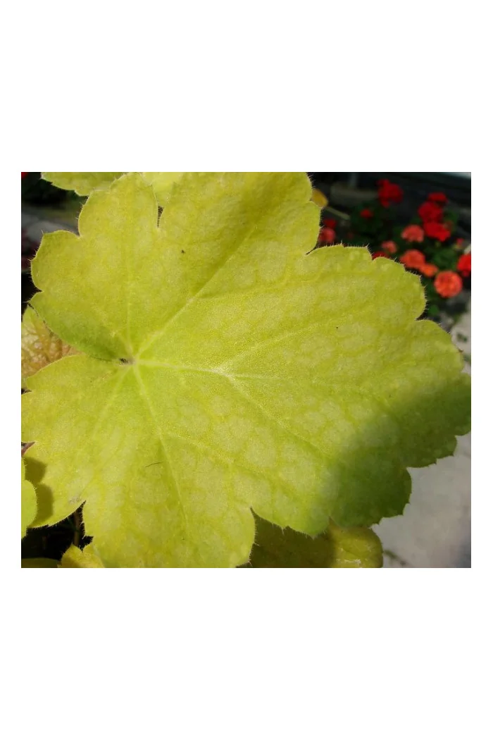 Żurawka 'Lime Time' Heuchera