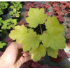 Żurawka 'Lime Time' Heuchera