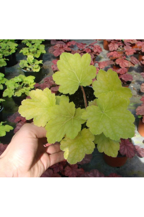 Żurawka 'Lime Time' Heuchera