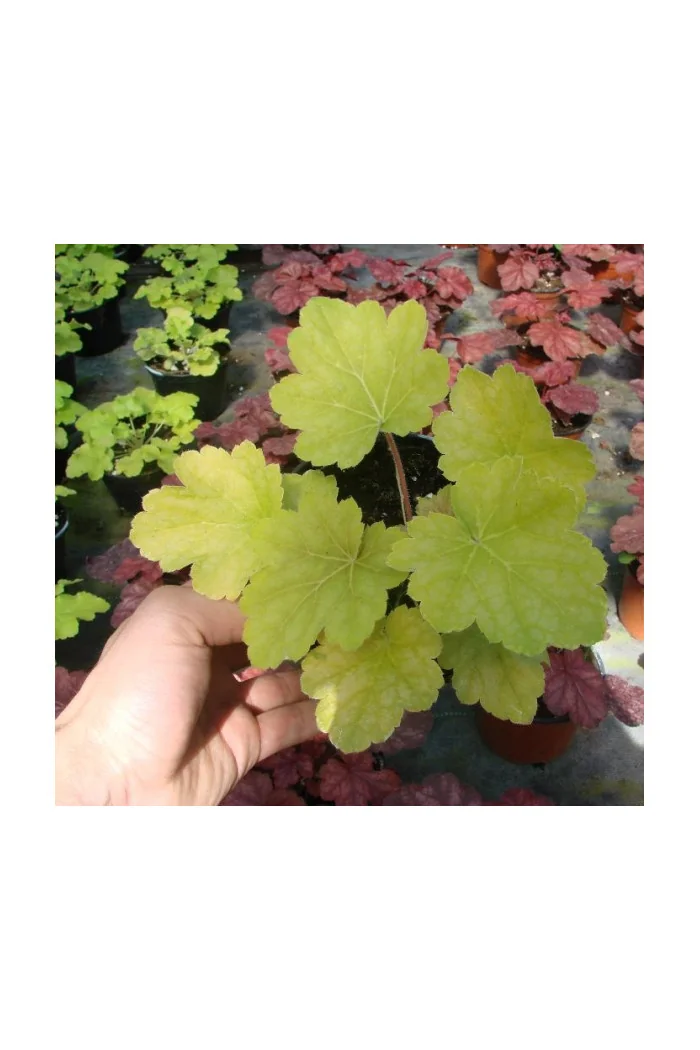 Żurawka 'Lime Time' Heuchera