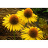 Jeżówka 'Maui Sunshine' Echinacea