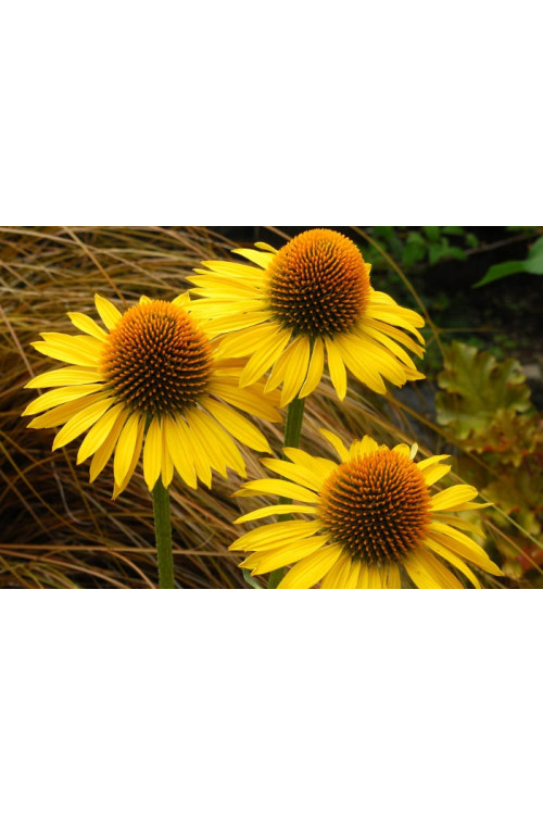 Jeżówka 'Maui Sunshine' Echinacea