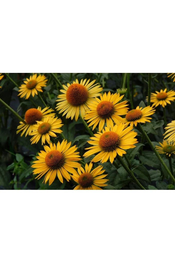 Jeżówka 'Maui Sunshine' Echinacea