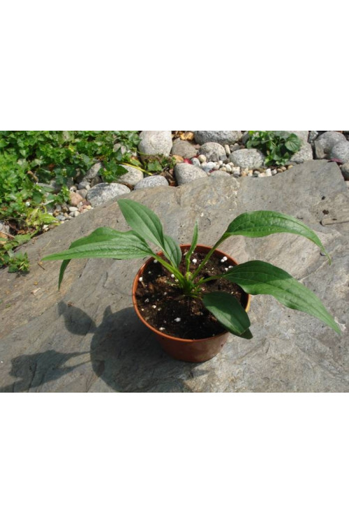 Jeżówka 'Maui Sunshine' Echinacea