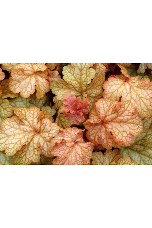 Żurawka 'Midas Touch' | Heuchera