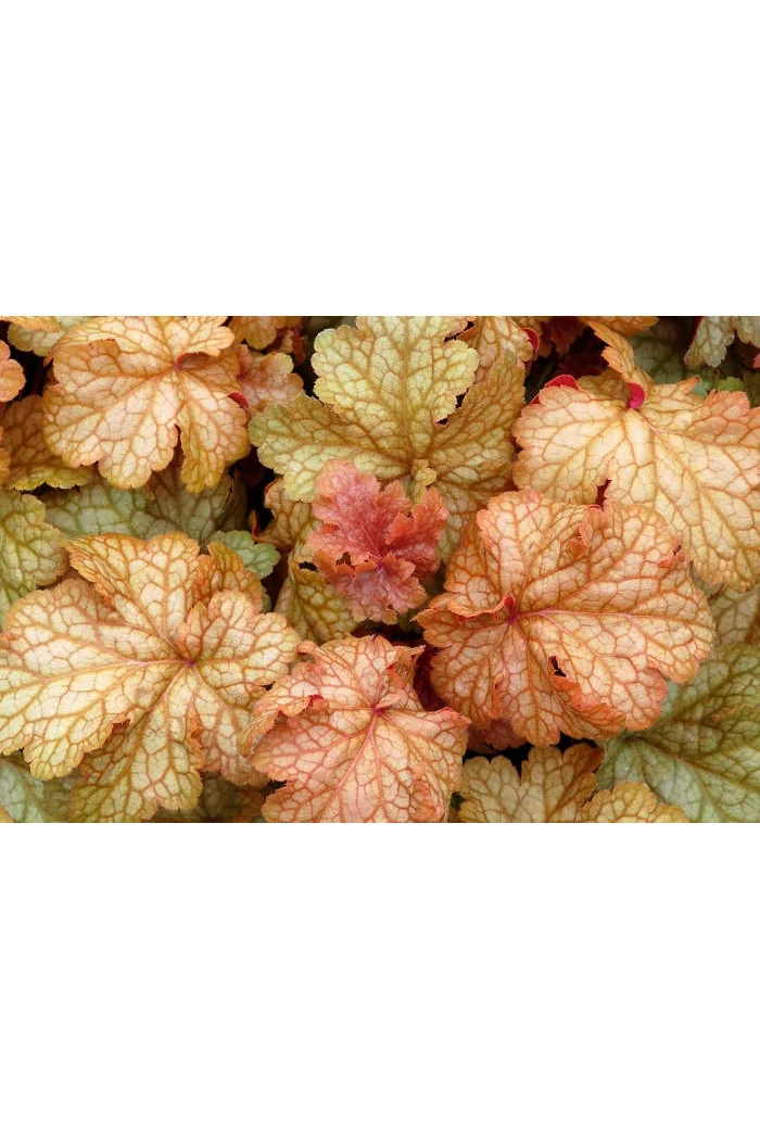 Żurawka 'Midas Touch' | Heuchera