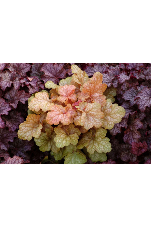 Żurawka 'Midas Touch' | Heuchera