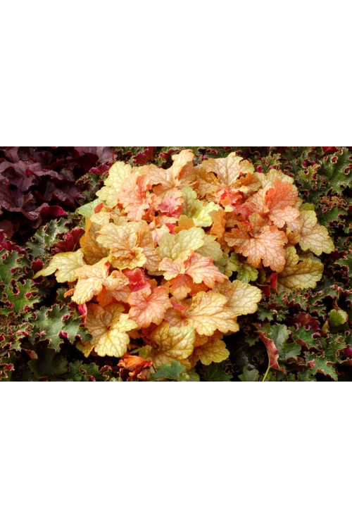 Żurawka 'Midas Touch' | Heuchera