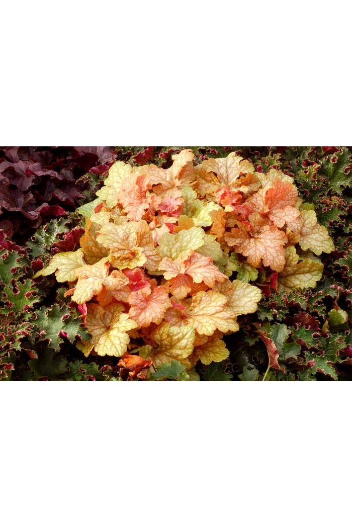 Żurawka 'Midas Touch' | Heuchera