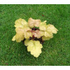 Żurawka 'Midas Touch' | Heuchera