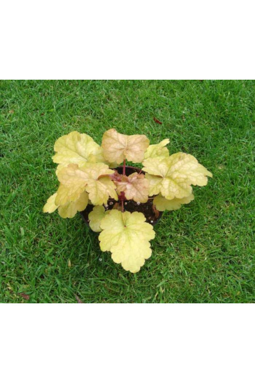 Żurawka 'Midas Touch' | Heuchera