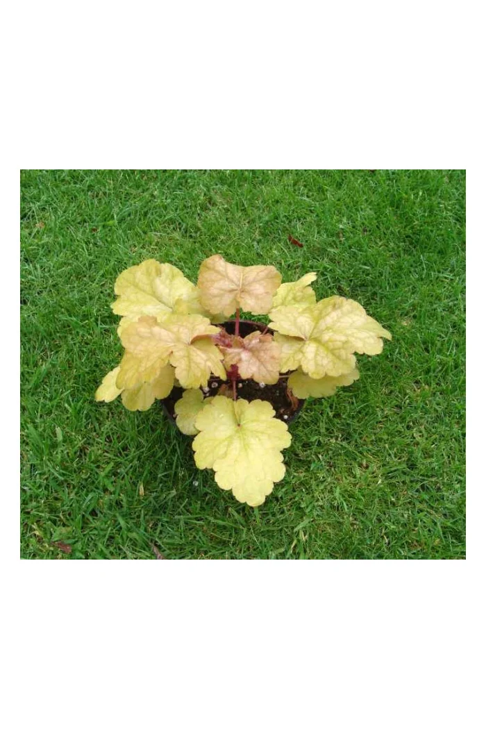 Żurawka 'Midas Touch' | Heuchera