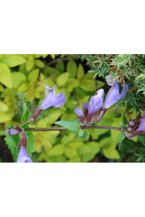 Mehania Meehania urticifolia