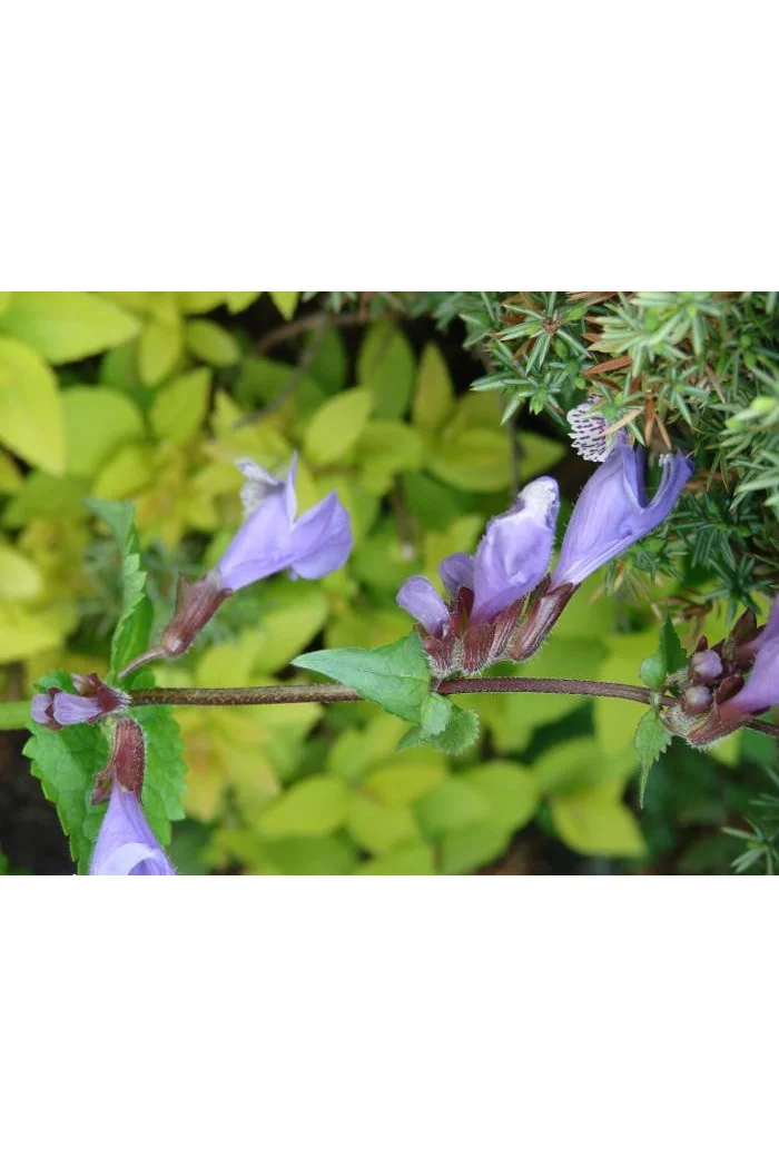 Mehania Meehania urticifolia