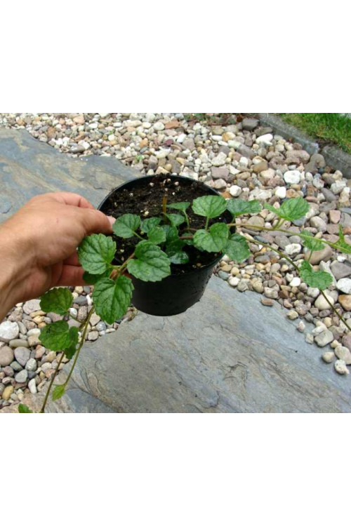 Mehania Meehania urticifolia