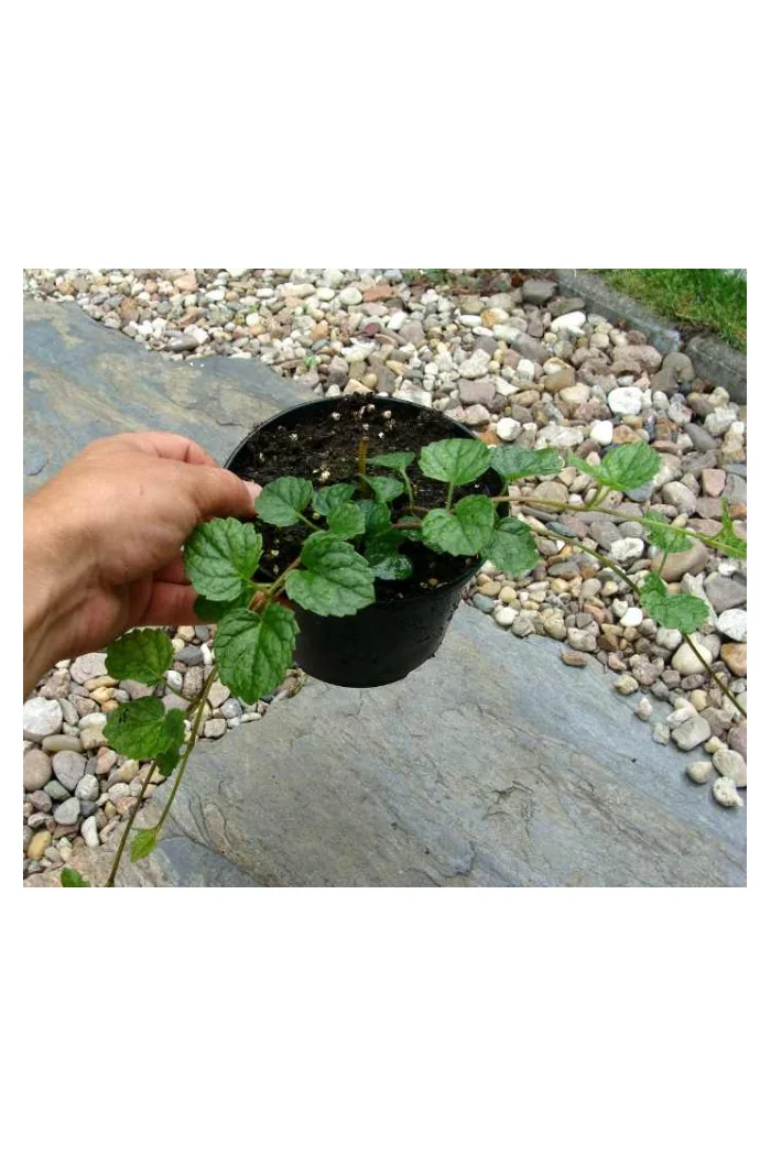 Mehania Meehania urticifolia