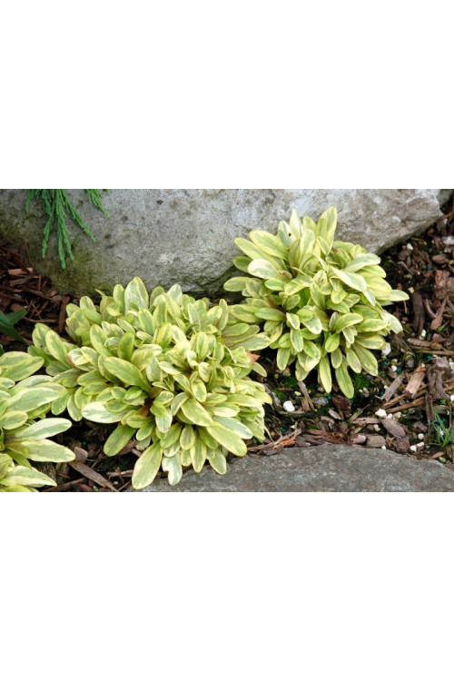 Dąbrówka 'Toffee Chip' Ajuga reptans