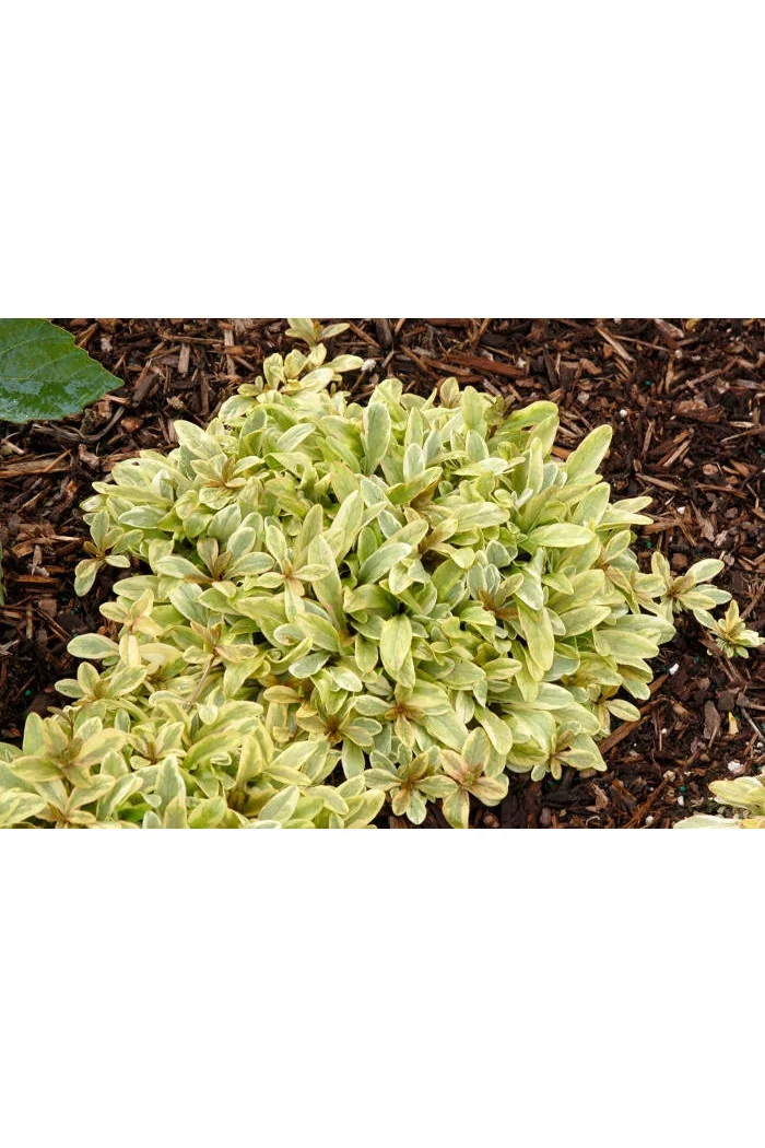 Dąbrówka 'Toffee Chip' Ajuga reptans