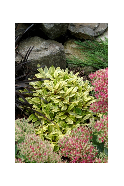 Dąbrówka 'Toffee Chip' Ajuga reptans