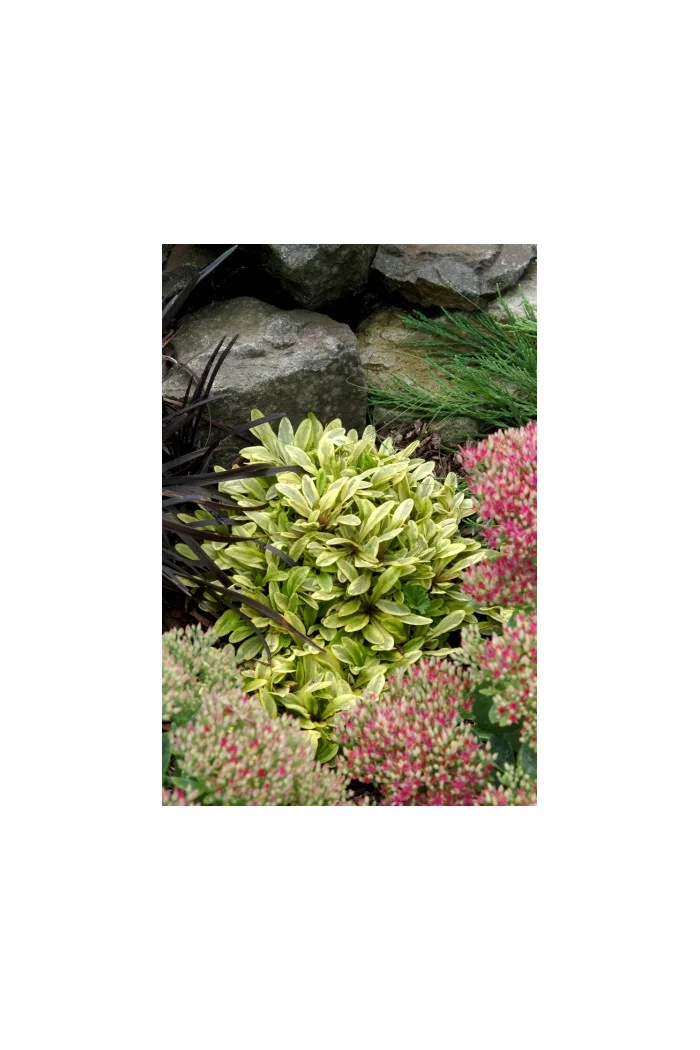 Dąbrówka 'Toffee Chip' Ajuga reptans