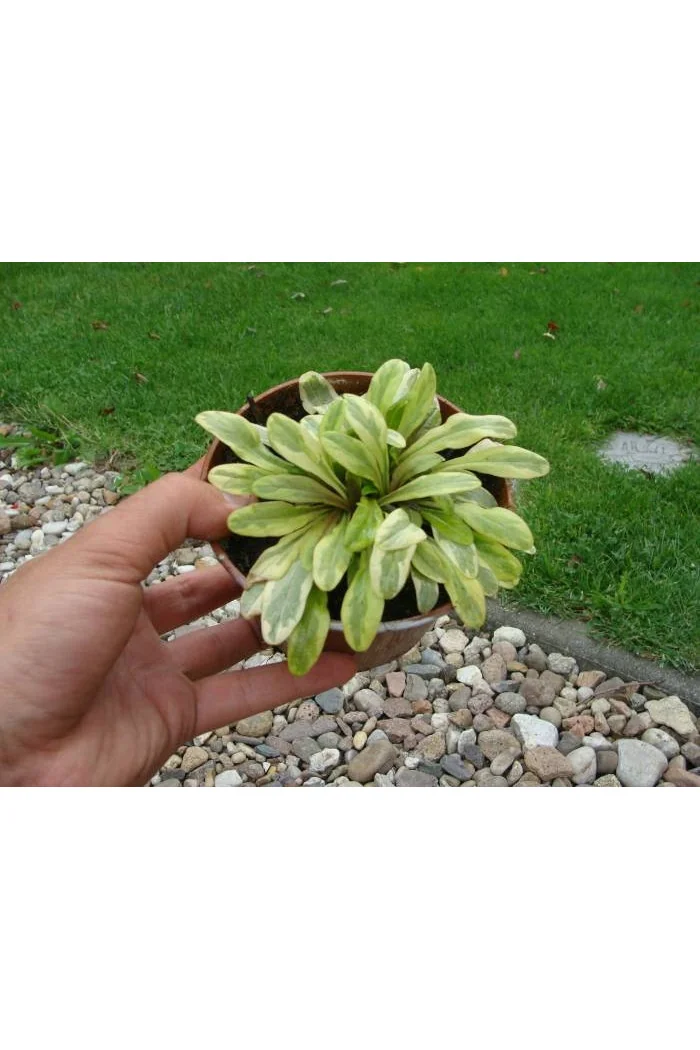 Dąbrówka 'Toffee Chip' Ajuga reptans