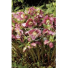 Ciemiernik orientalny 'Rote Hybriden' Helleborus orientalis