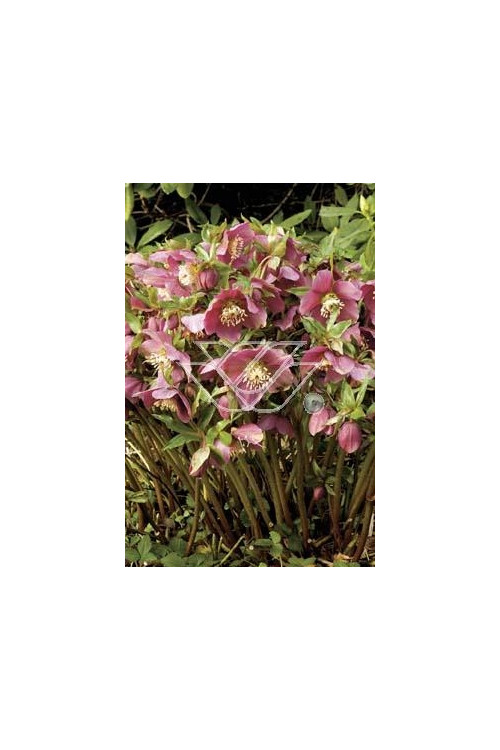 Ciemiernik orientalny 'Rote Hybriden' Helleborus orientalis