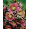Ciemiernik orientalny 'Rote Hybriden' Helleborus orientalis