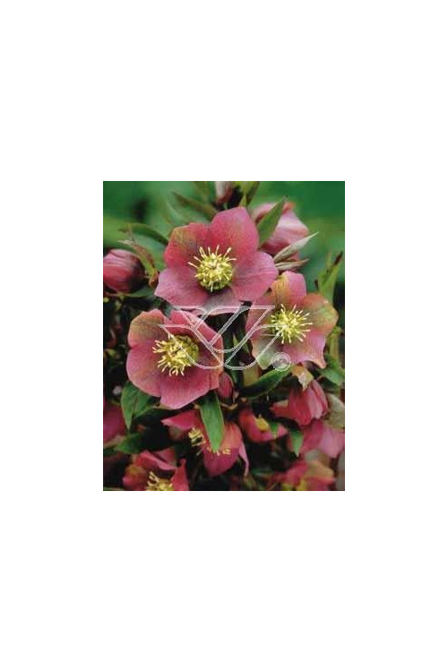 Ciemiernik orientalny 'Rote Hybriden' Helleborus orientalis
