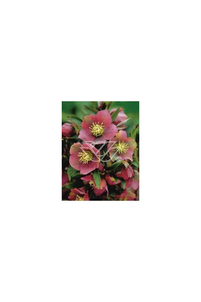 Ciemiernik orientalny 'Rote Hybriden' Helleborus orientalis