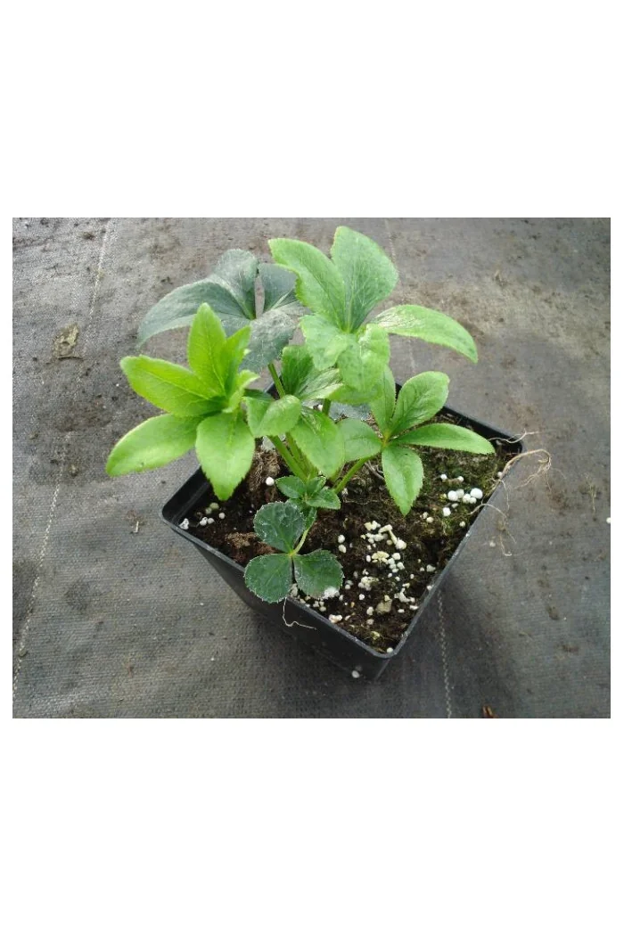 Ciemiernik orientalny 'Rote Hybriden' Helleborus orientalis