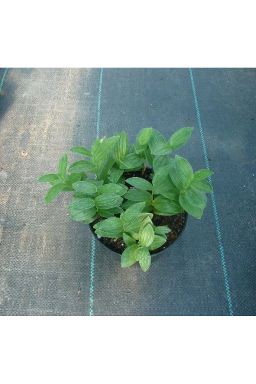 Kokoryczka miniaturowa | Polygonatum humile