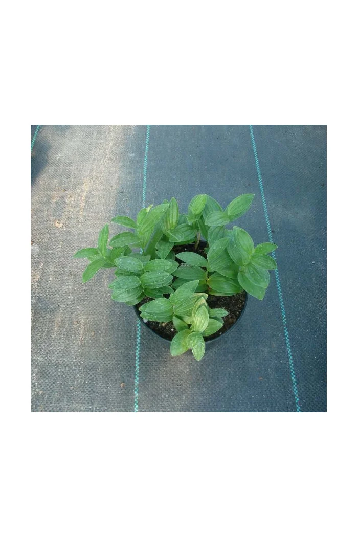 Kokoryczka miniaturowa | Polygonatum humile