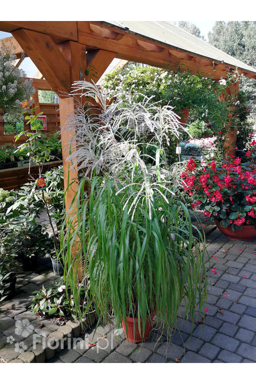 Miskant chiński 'Memory' | Miscanthus sinensis