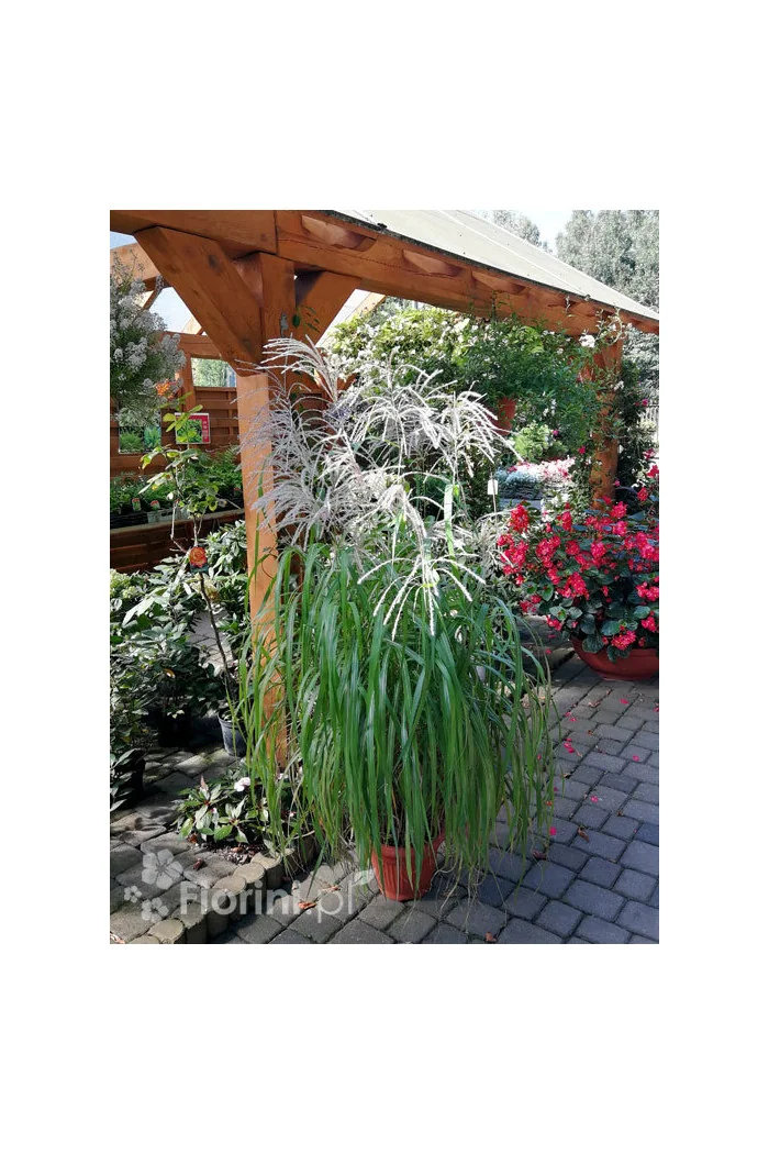 Miskant chiński 'Memory' | Miscanthus sinensis