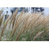 Miskant chiński 'Silberspinne' | Miscanthus sinensis